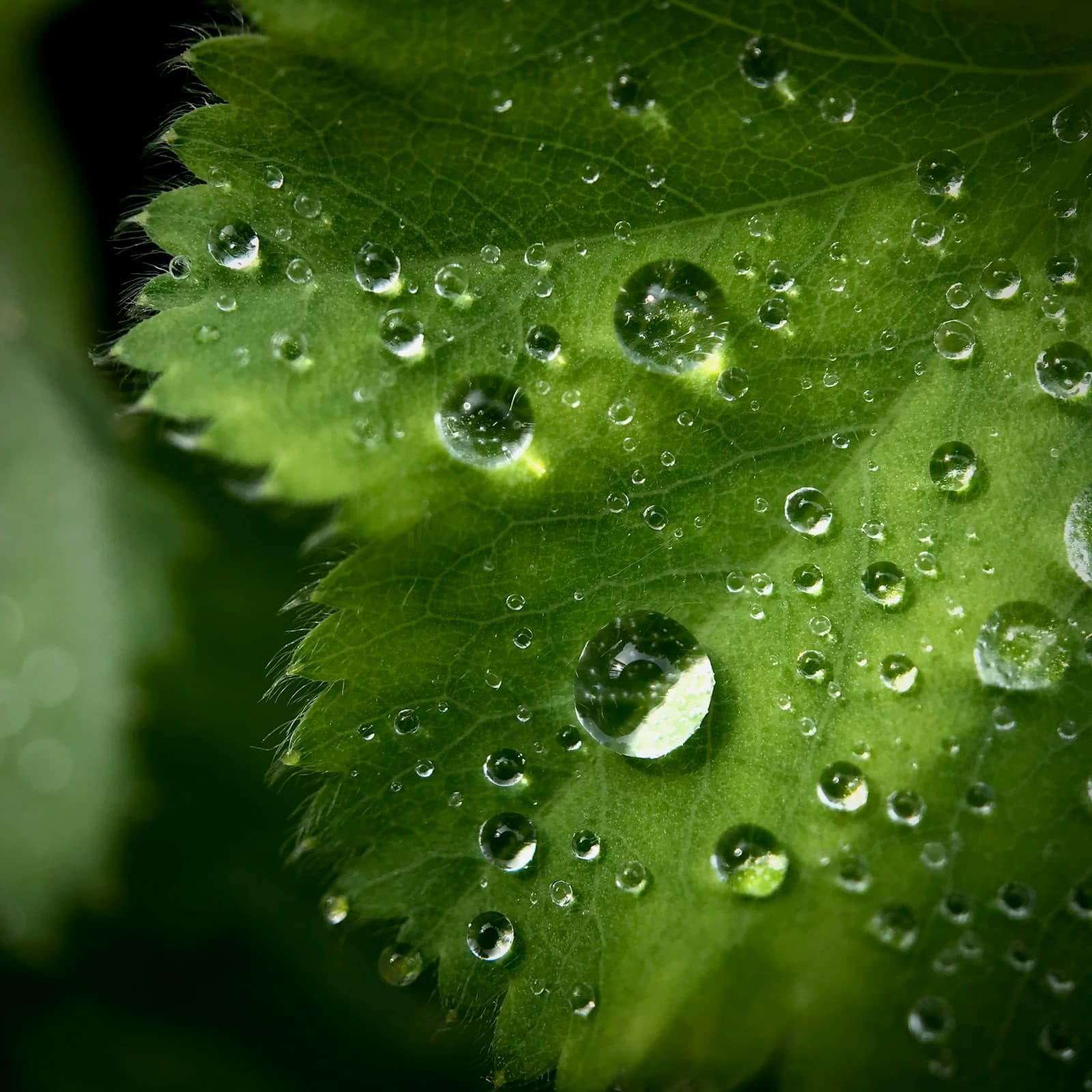 Rain drops resting on a green leaf