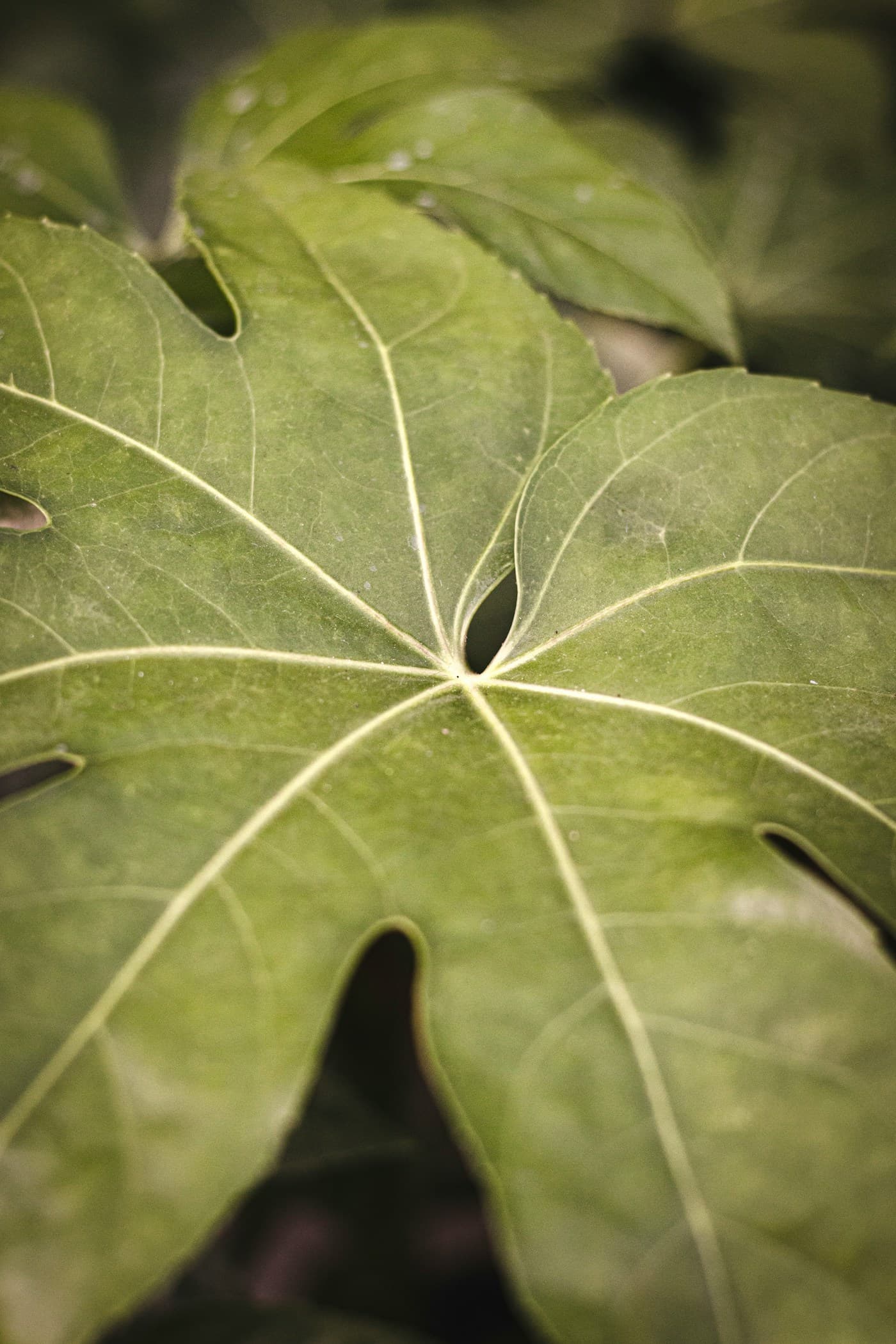 A pale leaf with fine, light veins